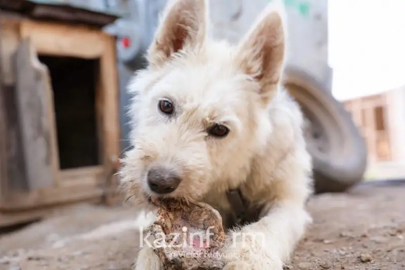 Презентован проект в поддержку бездомных животных в Казахстане