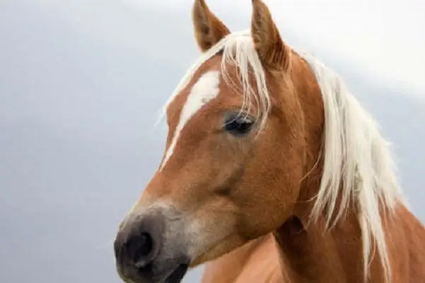 86 лошадей пытались украсть барымтачи в Жамбылской области