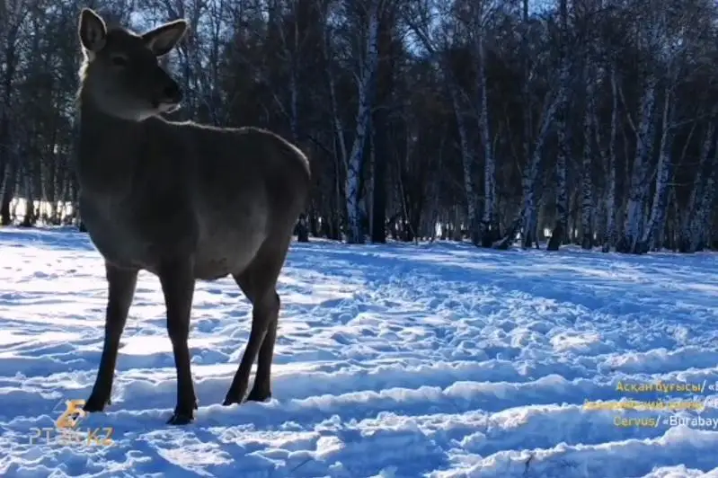 Асканийские олени попали в объектив фотоловушки в нацпарке «Бурабай»