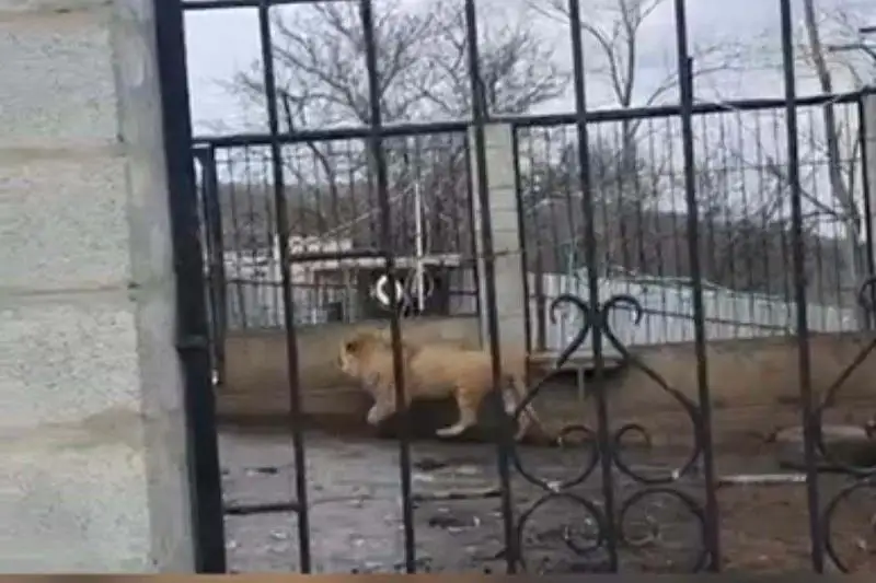 Льва держал в крестьянском хозяйстве алматинец