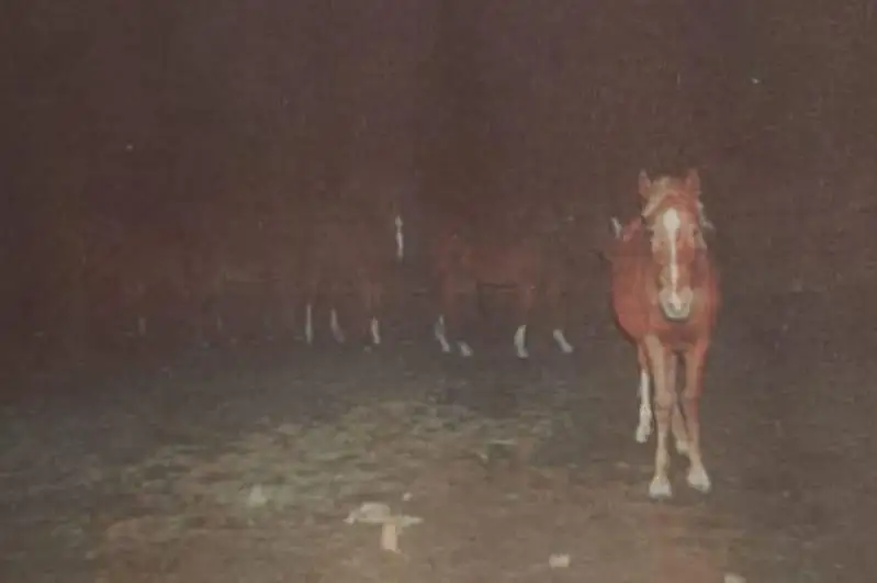 Полицейский обхитрил скотокрада в Туркестанской области