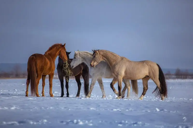 Пропавший табун лошадей ушел на 25 км от дома хозяина в Акмолинской области