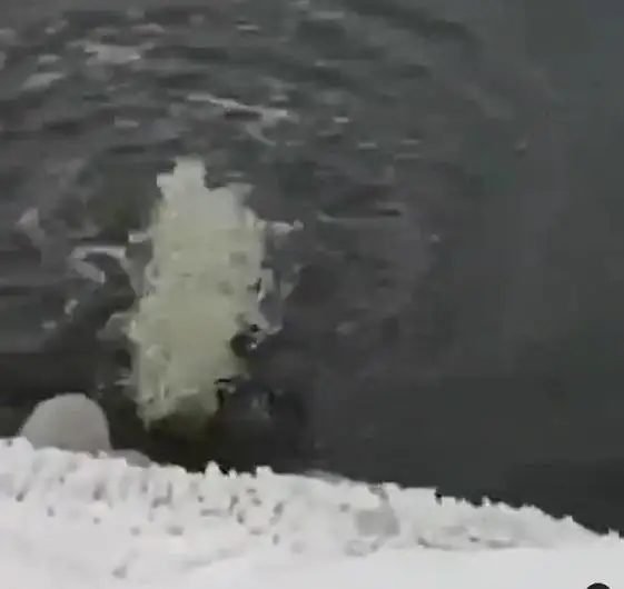 Слив нечистот в реку Сарысу сняли на видео