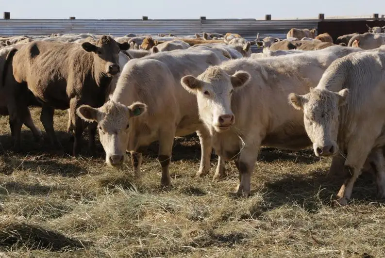 Реализовать 20 инвестпроектов в АПК планируют в Карагандинской области в этом году