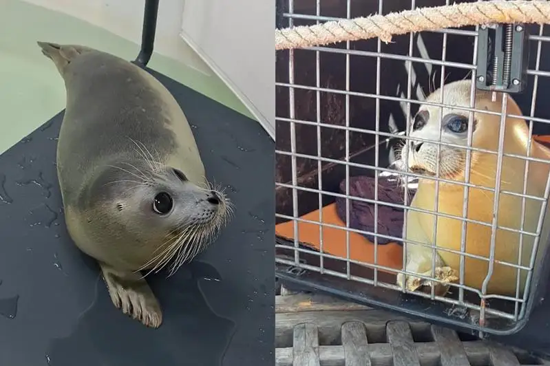 Спасенного детеныша каспийского тюленя выпустили в море