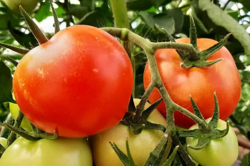 Новый рекорд установил Келесский район Туркестанской области