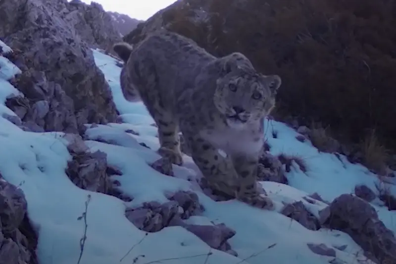 Снежный барс попал в фотоловушку в Аксу-Жабаглинском природном заповеднике