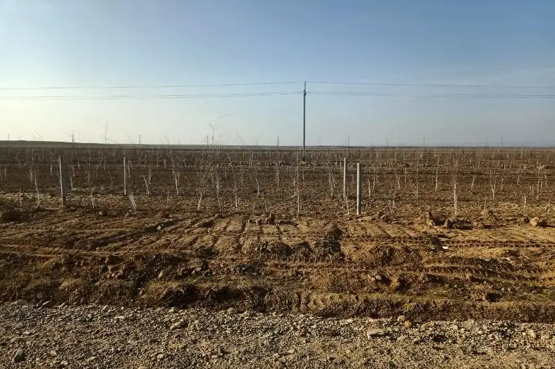 170 млн саженцев высадят в Туркестанской области