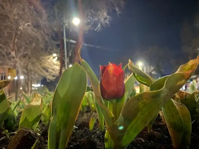 Тюльпаны зацвели в Шымкенте