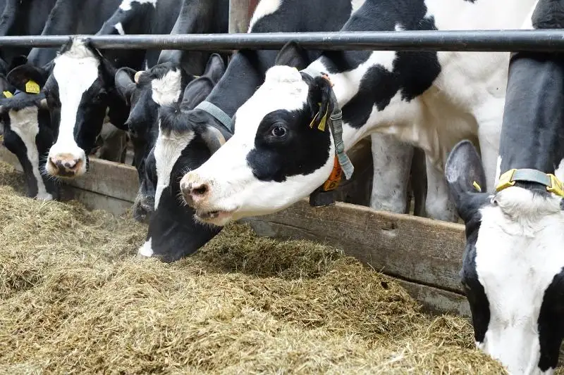 В странах ЕАЭС намерены унифицировать селекционно-племенную работу с сельхозживотными