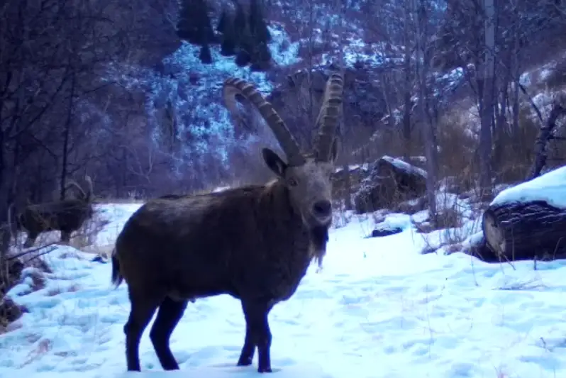 Редкий сибирский козел попал в фотоловушку в Алматинской области