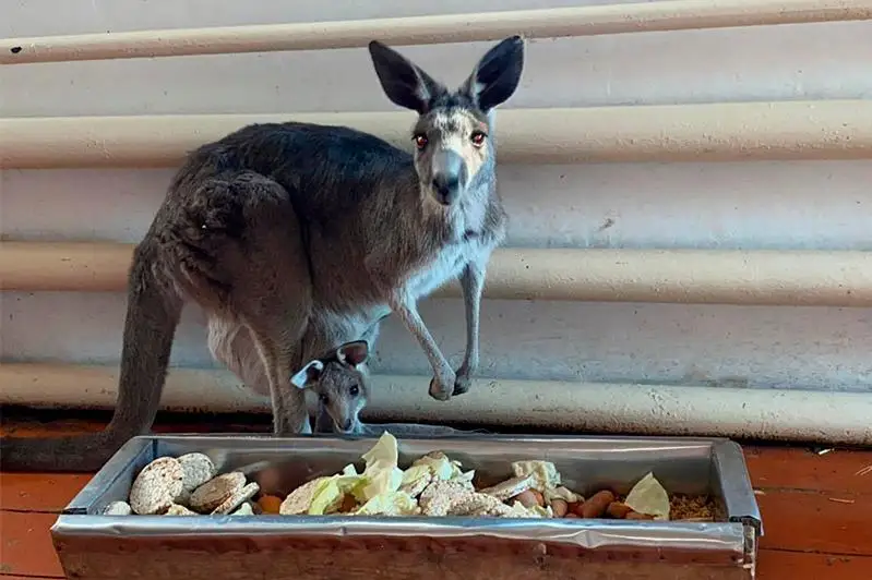 Серый кенгуру родился в зоопарке Алматы