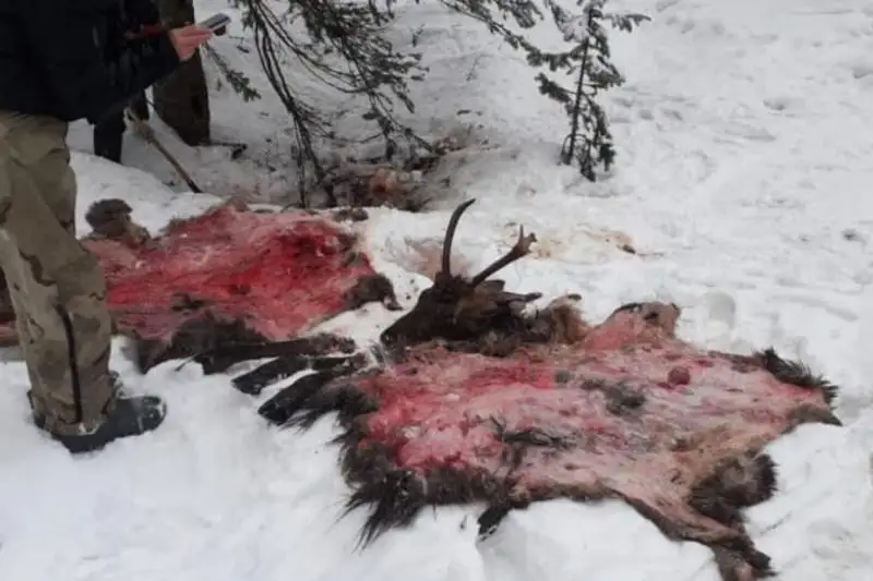 Браконьеров с двумя тушами маралов задержали в Восточном Казахстане