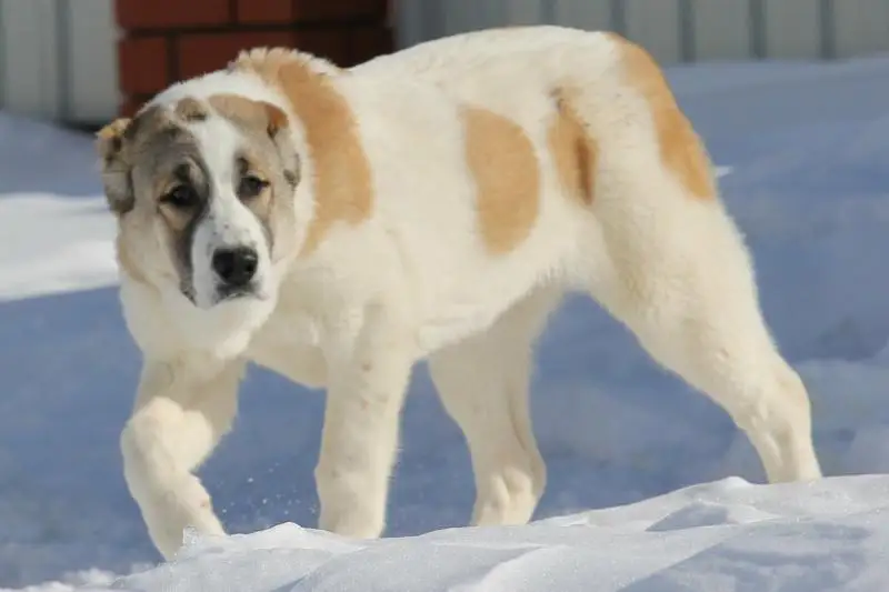 В Экибастузе наказан владелец гулявшего без намордника и поводка алабая