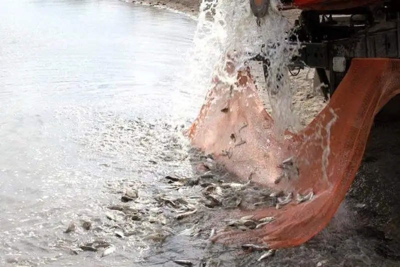 Рыбное хозяйство развивают в Туркестанской области