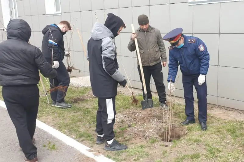 Сиреневая аллея появится в Павлодаре