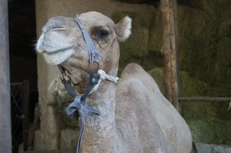 Верблюдоводство активно развивают в Кентау