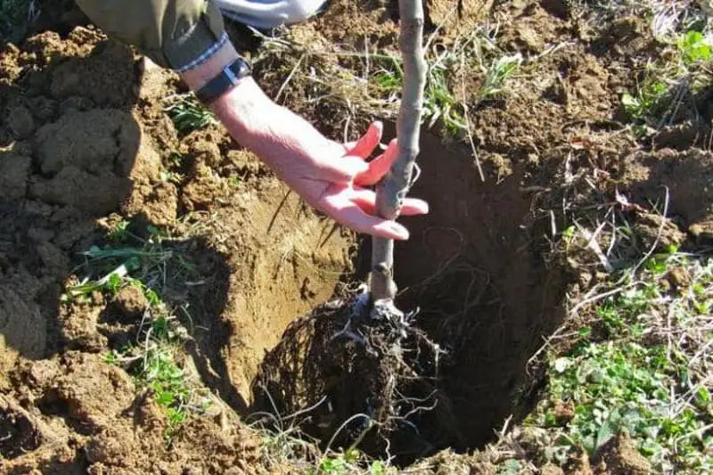 Высадку яблоневых саженцев начали в Туркестанской области