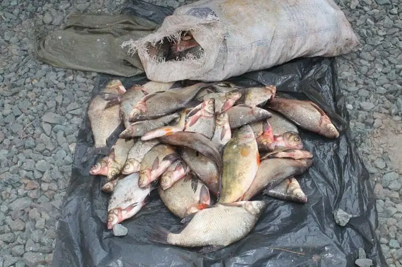 Павлодарец незаконно перевозил два мешка рыбы в багажнике авто