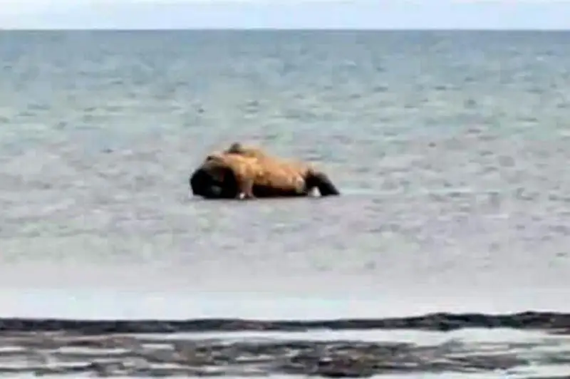 Тела 20 верблюдов выбросило на берег Каспия