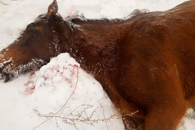14 лошадей погибли от наезда поезда в ЗКО