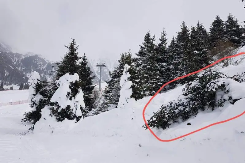 На вырубку елей на Шымбулаке для проведения ЧМ по фристайлу пожаловались алматинцы