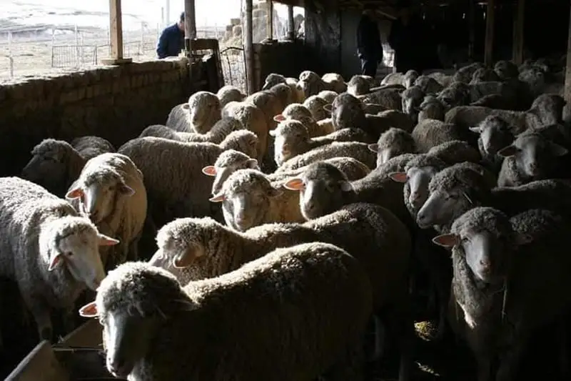 Племенное животноводство развивается в Туркестанской области