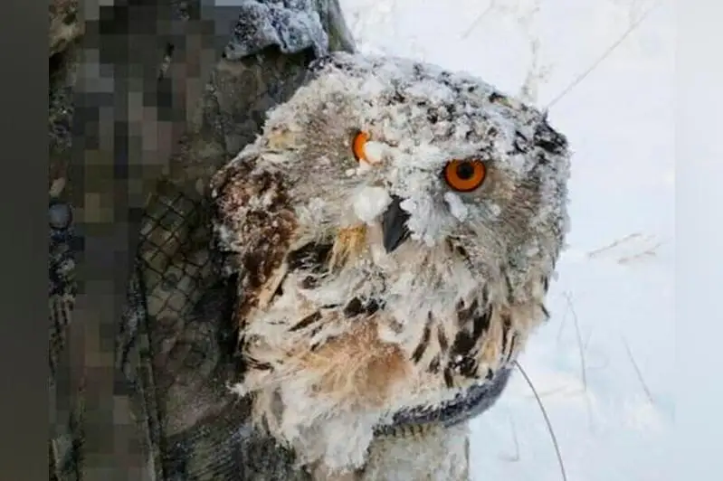 Замерзающего филина спасли в Усть-Каменогорске