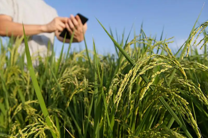 Будущие аграрии не могут найти работу – Минсельхоз