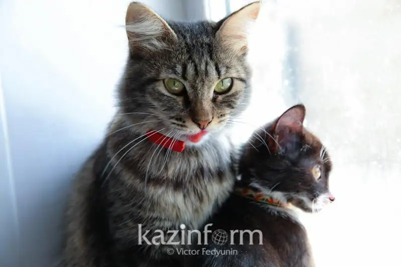 Спорная позиция: зоозащитник - о налоге на животных