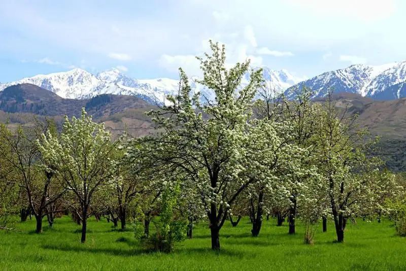 Единственный помологический сад в Казахстане хотят признать национальным достоянием