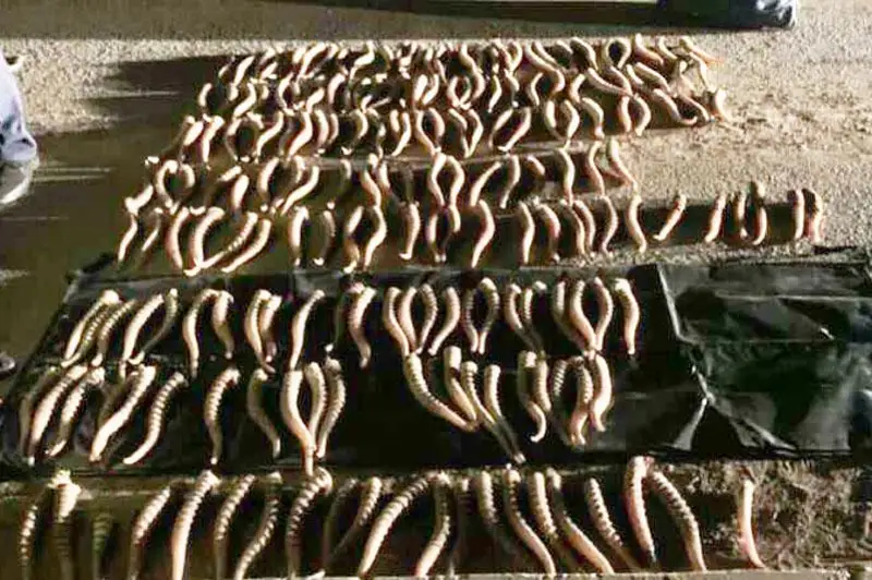 Более 200 рогов сайги изъяли у жителя Уральска