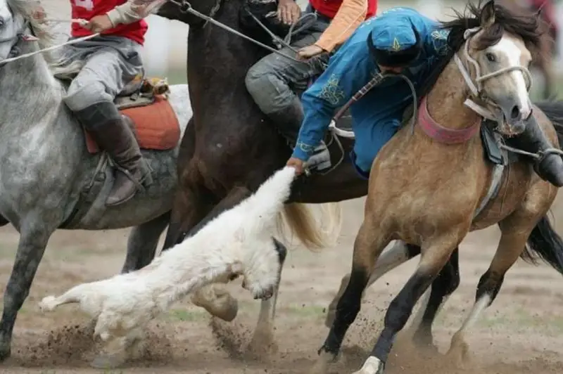 Очередной кокпар остановили в Туркестанской  области