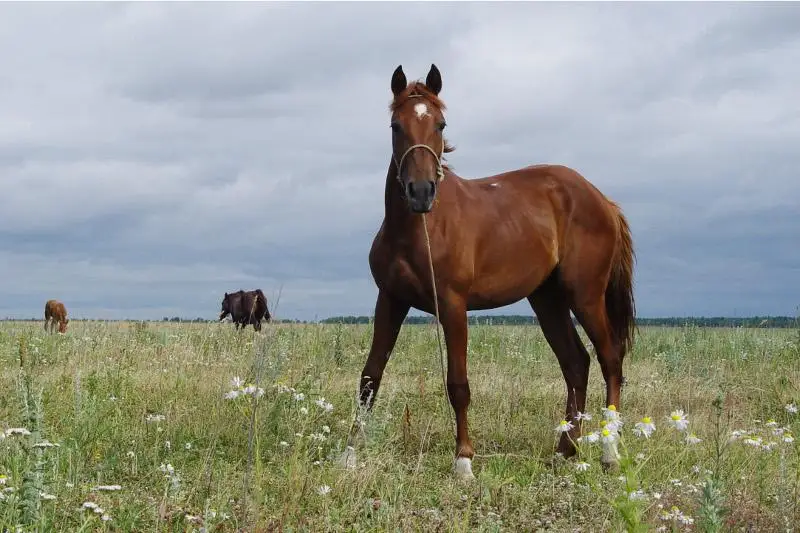 Лошади бродили по пляжу заповедного озера в Баянауле