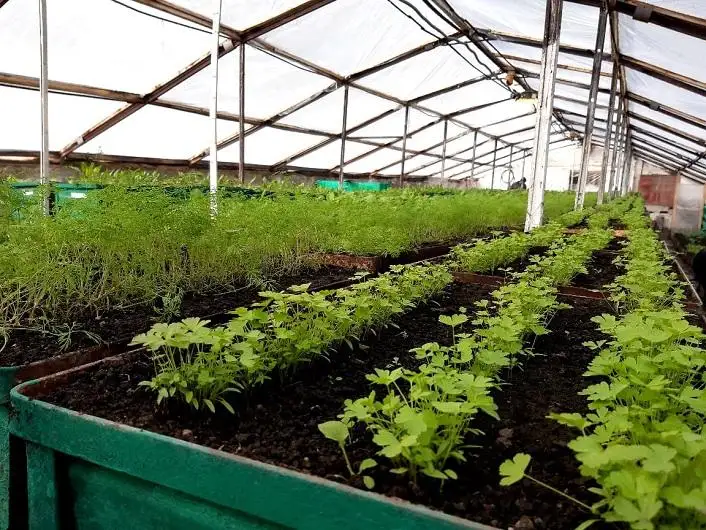 Овощи в 40-градусный мороз выращивают заключенные в ВКО