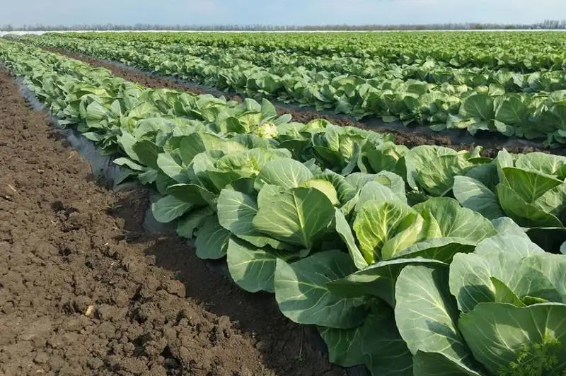 Объем произведенной сельхозпродукции вырос в Сарыагашском районе