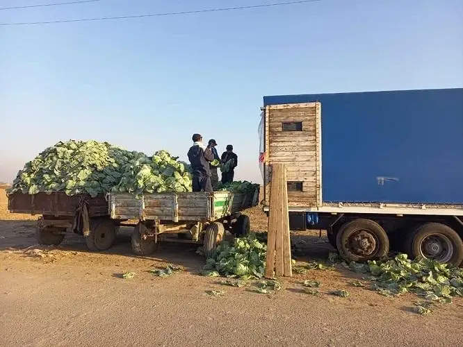 Жетысайские аграрии реализовали 120 тонн капусты