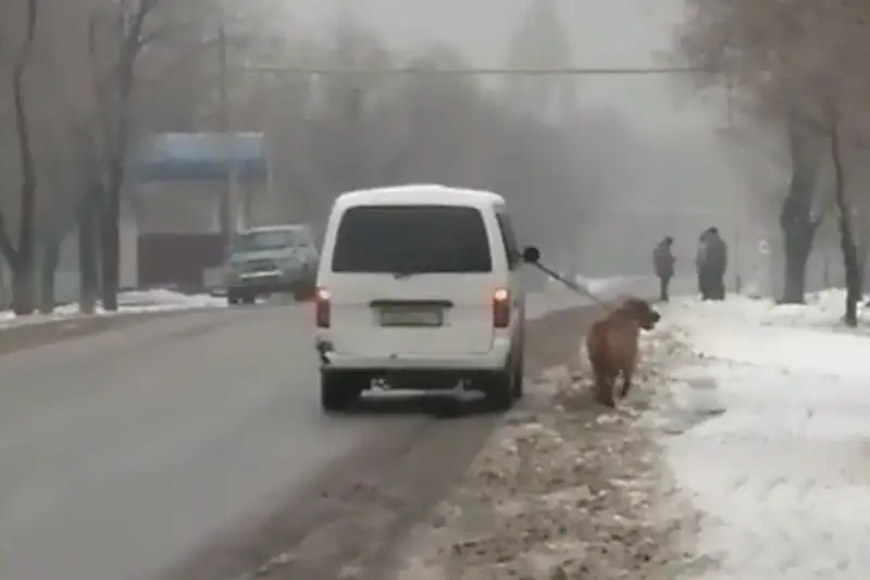 В Алматинской области наказан водитель, привязавший собаку к машине