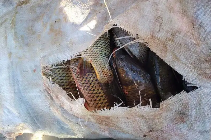 159 фактов браконьерства выявили в Алматинской области