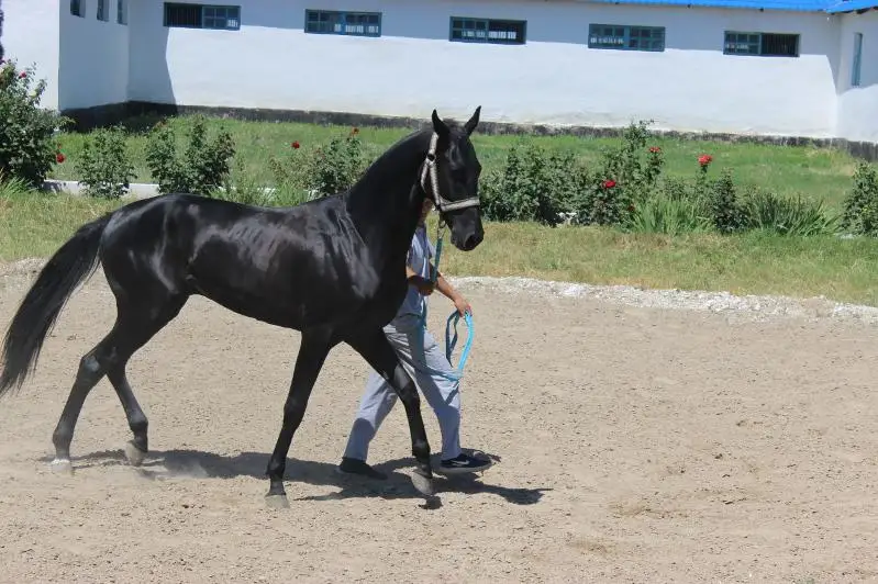 Работникам Луговского конного завода выплатят долги по зарплате