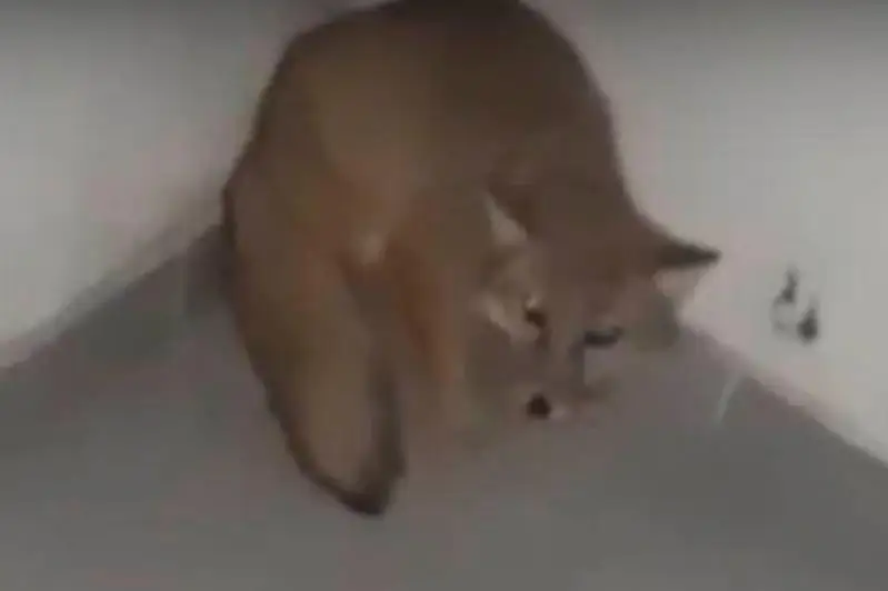 Дикую лисицу в подъезде жилого дома сняли на видео в Актау