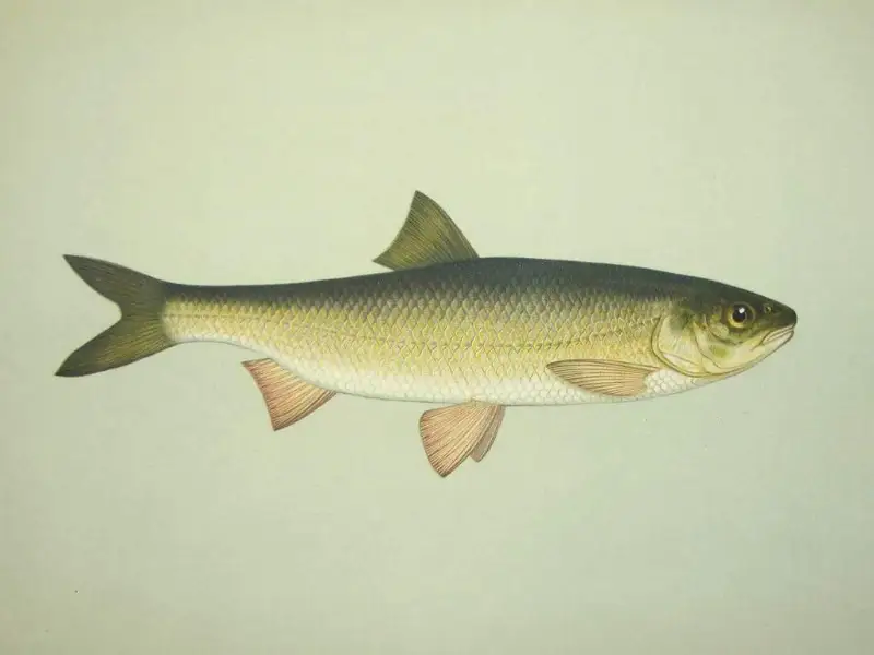 Редкая рыба появилась в Урале в Атырау