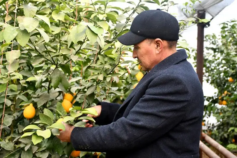 Сельхозпродукцию на более 4 млрд тенге произвели в Ордабасинском районе с начала года