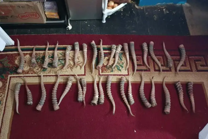 Более 100 сайгачьих рогов обнаружили у жителя одного из сел Атырауской области