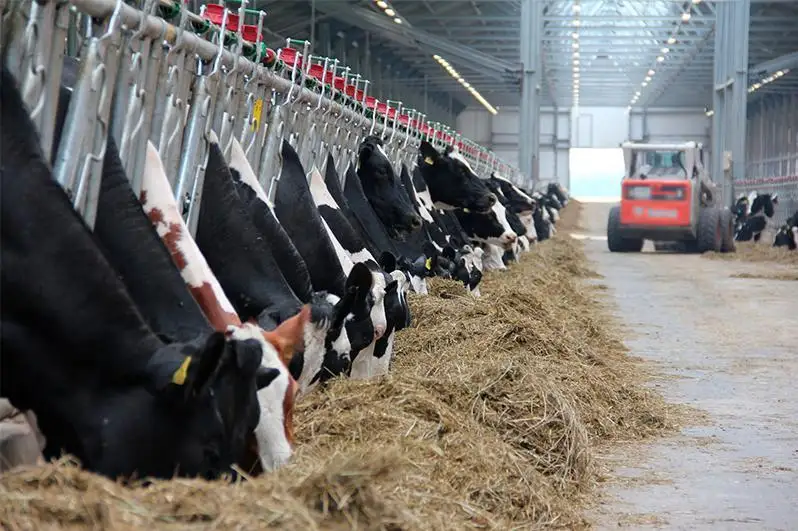 Восемь новых проектов в животноводстве реализуют в Актогайском районе Карагандинской области