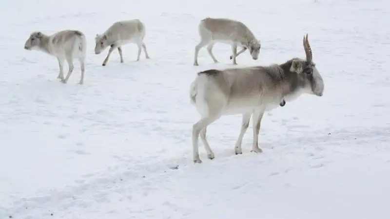 Контроль за сайгаками усилили в Карагандинской области