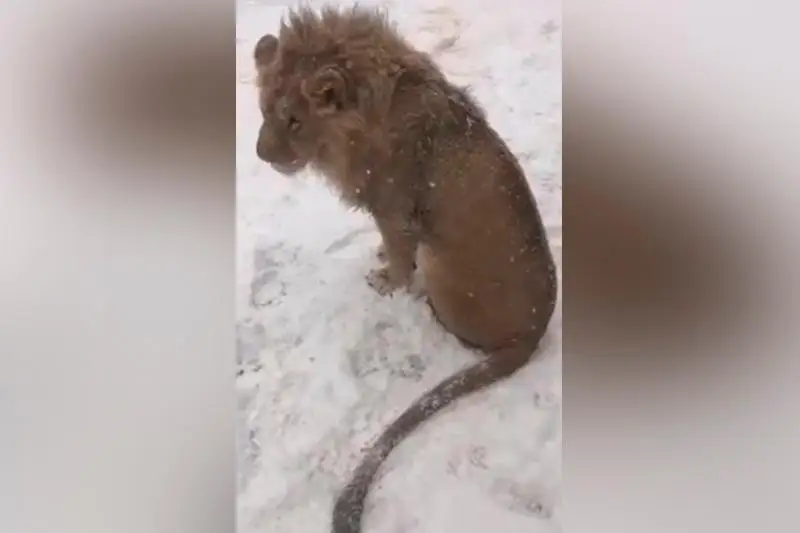 Льва из Бескайнара хотят передать в зоопарк Алматы