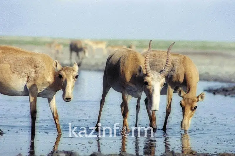 Сколько уральских сайгаков осталось в Казахстане
