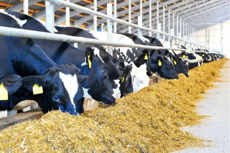 Туркестанская область лидирует по экспорту мяса крупного рогатого скота