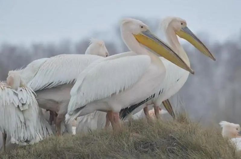 О состоянии краснокнижных пеликанов рассказали специалисты в СКО